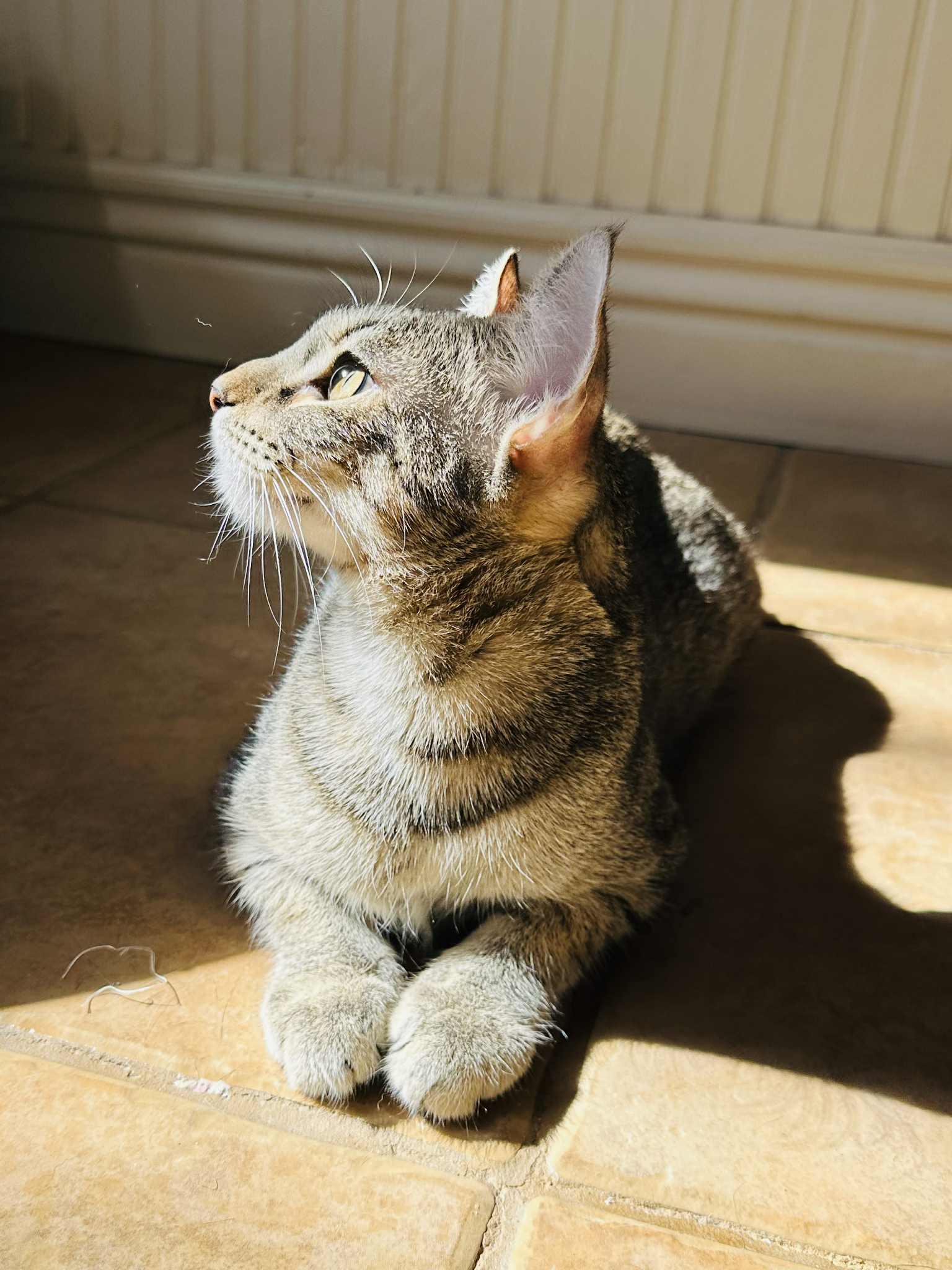 Aspen, a Adoptable Tabby in Branson, MO image 3/5