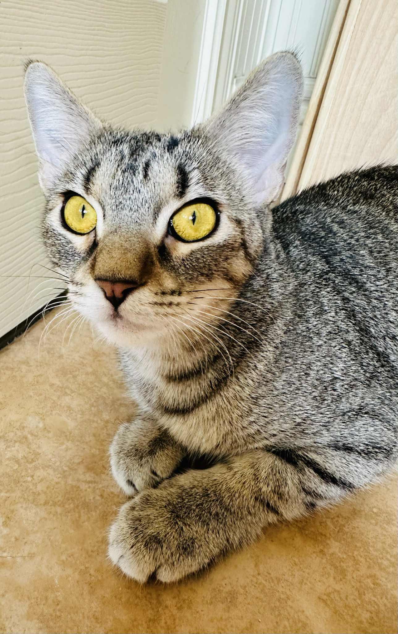 Aspen, a Adoptable Tabby in Branson, MO image 4/5