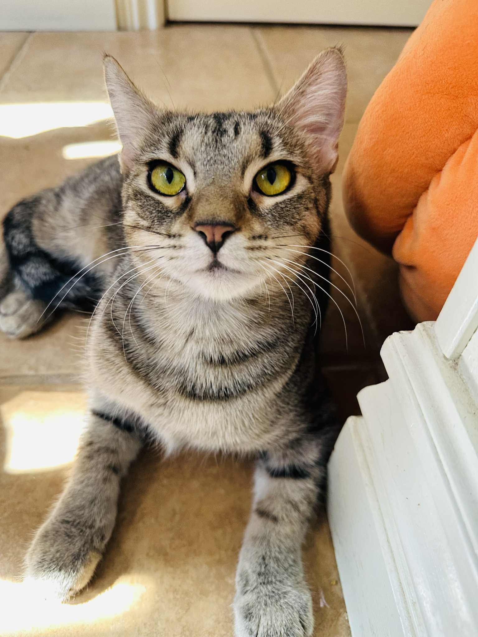 Aspen, an adoptable Tabby in Branson, MO, 65616 | Photo Image 1