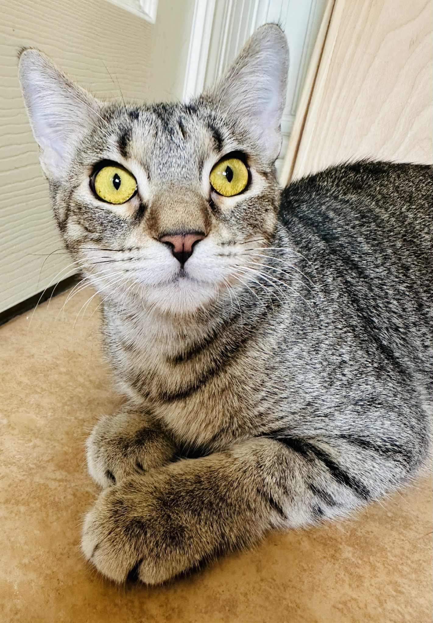 Aspen, an adoptable Tabby in Branson, MO, 65616 | Photo Image 5