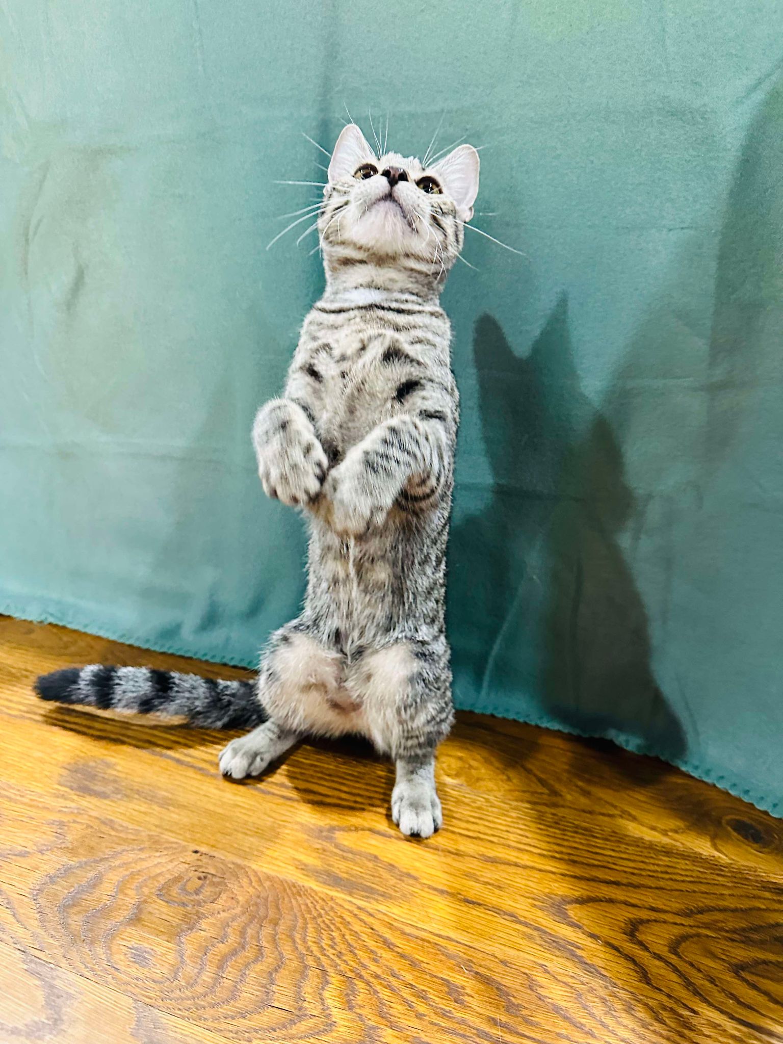 Willow, Young Female Tabby