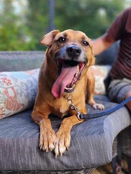 Enlarge Benji, a Adoptable mixed breed in Canterbury, CT image 1/5