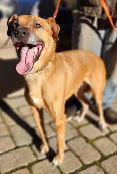 Enlarge Benji, a Adoptable mixed breed in Canterbury, CT image 2/5