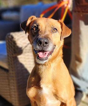 Enlarge Benji, a Adoptable mixed breed in Canterbury, CT image 5/5