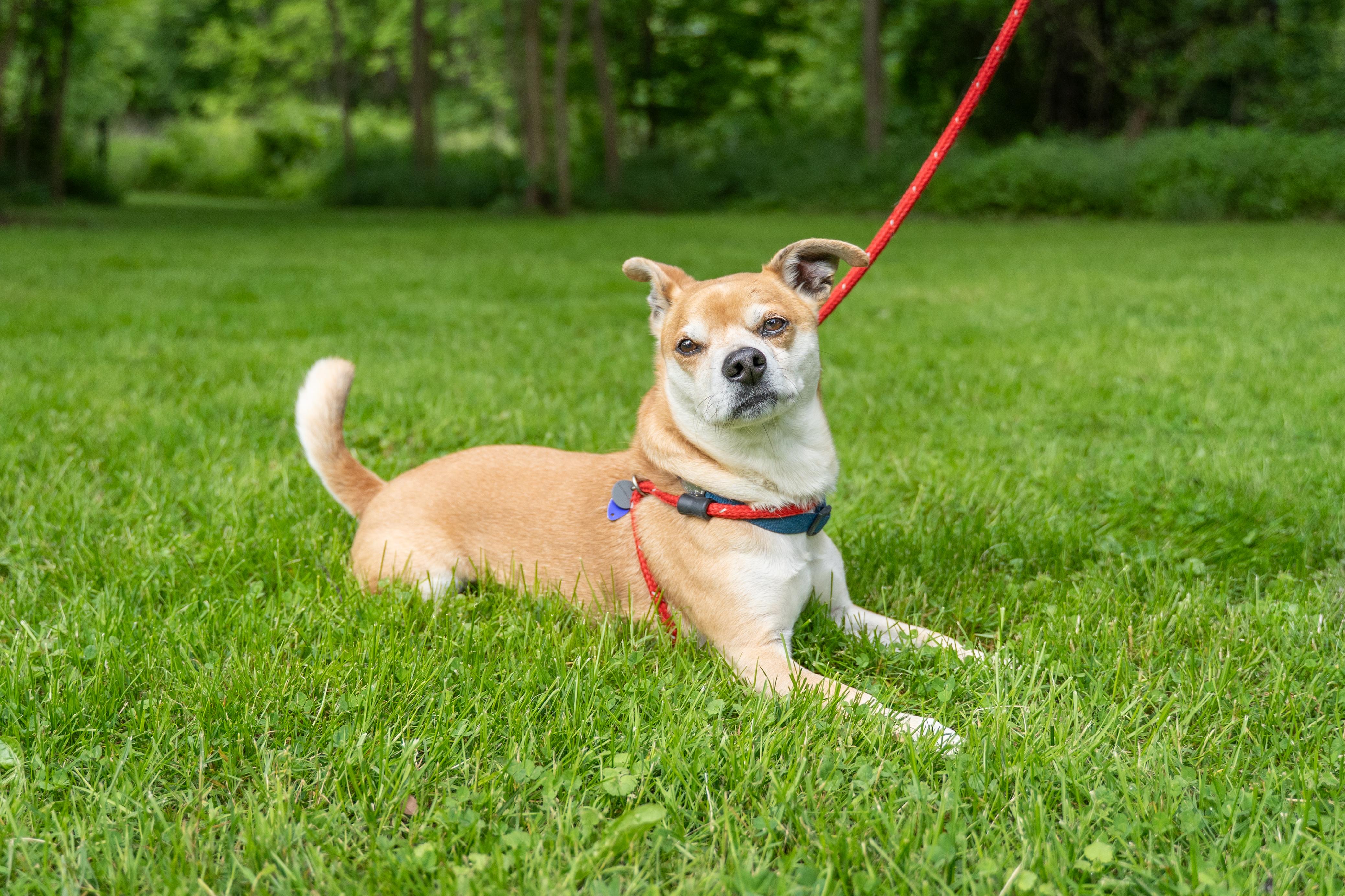 Kai, a Adoptable mixed breed in Dillsburg, PA image 1/6