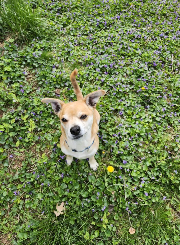 Kai, Adoptable, Senior Male Terrier.