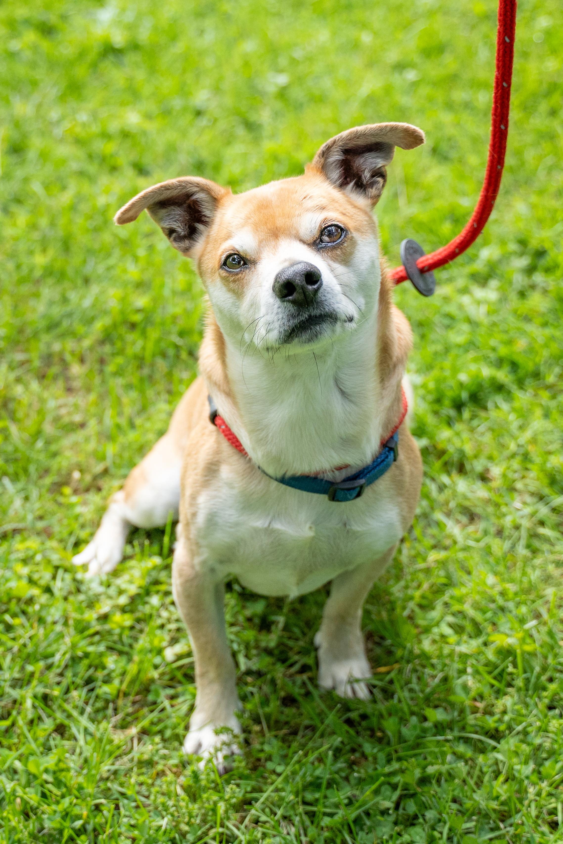 Kai, a Adoptable mixed breed in Dillsburg, PA image 3/6