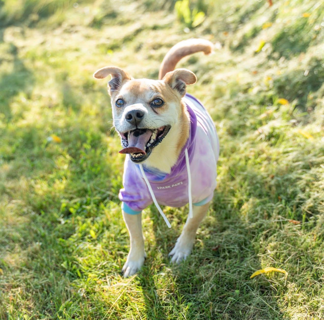 Kai, a Adoptable mixed breed in Dillsburg, PA image 3/6