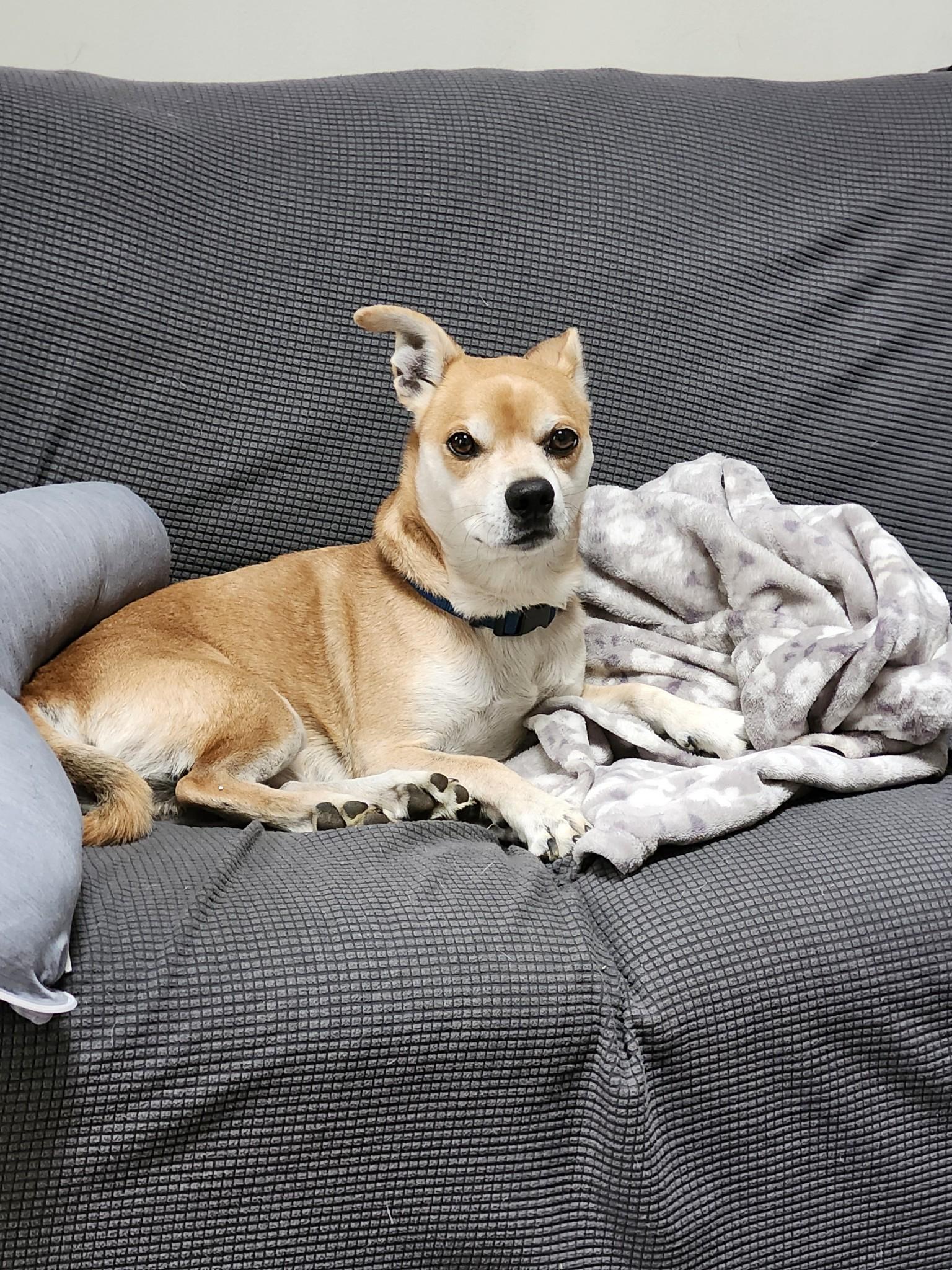 Kai, a Adoptable mixed breed in Dillsburg, PA image 4/6