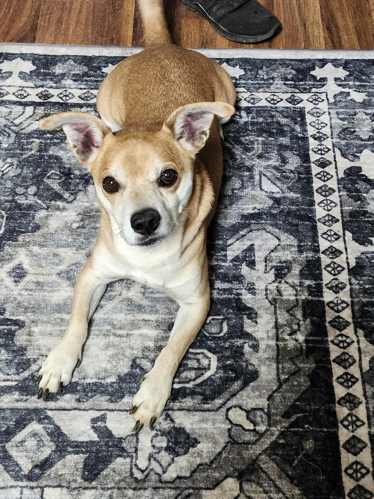 Kai, a Adoptable mixed breed in Dillsburg, PA image 5/6