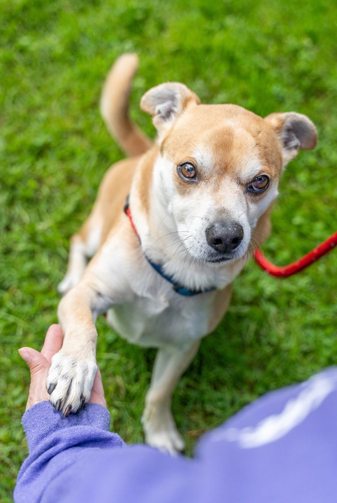 Kai, a Adoptable mixed breed in Dillsburg, PA image 6/6