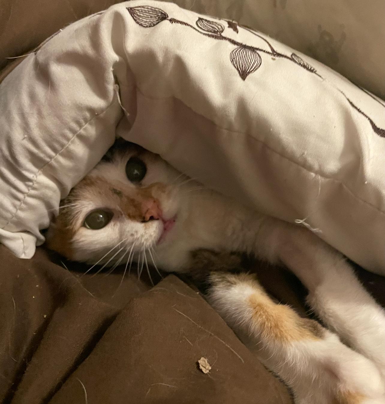 Cuddles, Adoptable, Adult Female Domestic Short Hair.