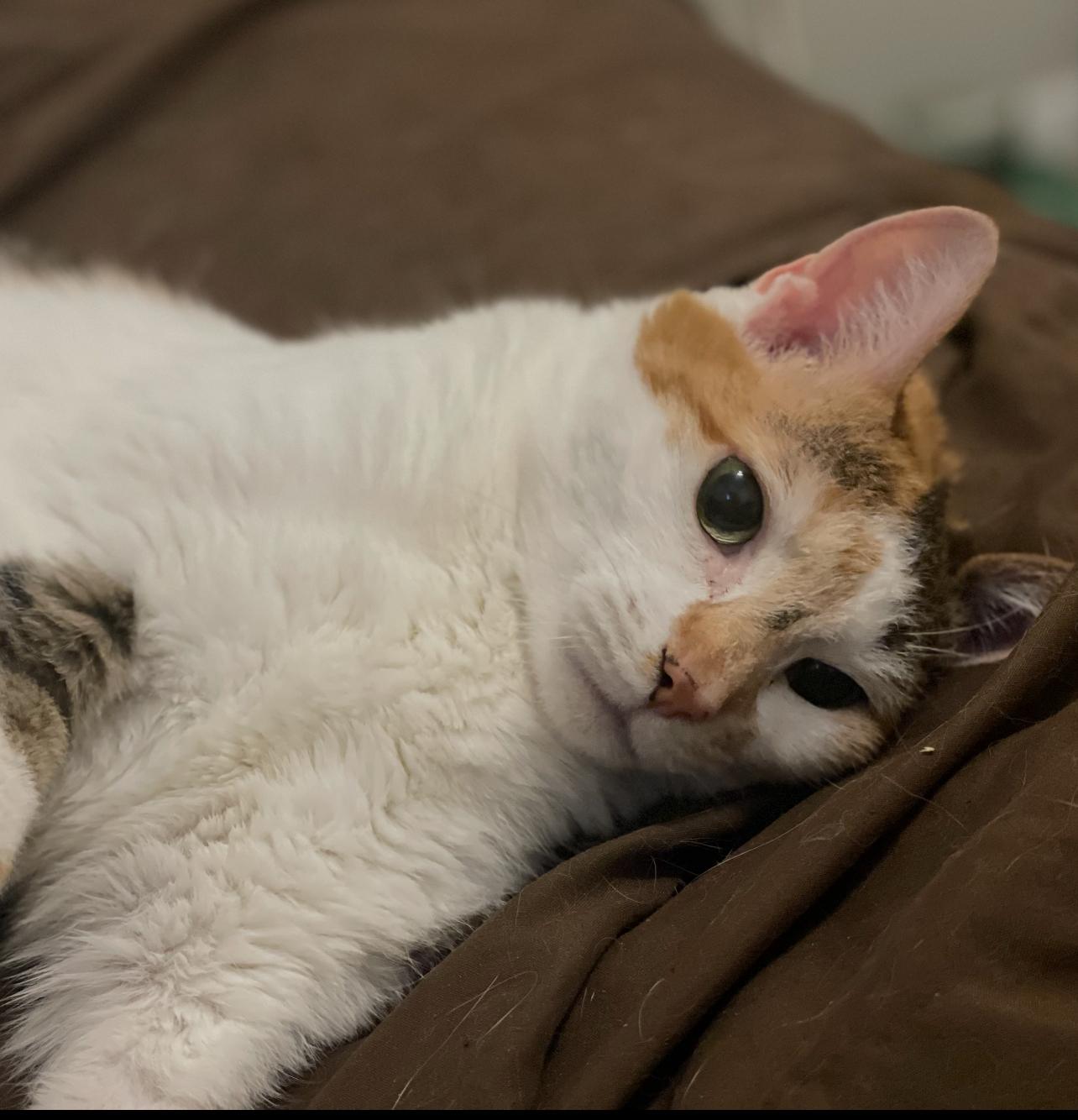 Cuddles, a Adoptable mixed breed in Lockport, IL image 3/6