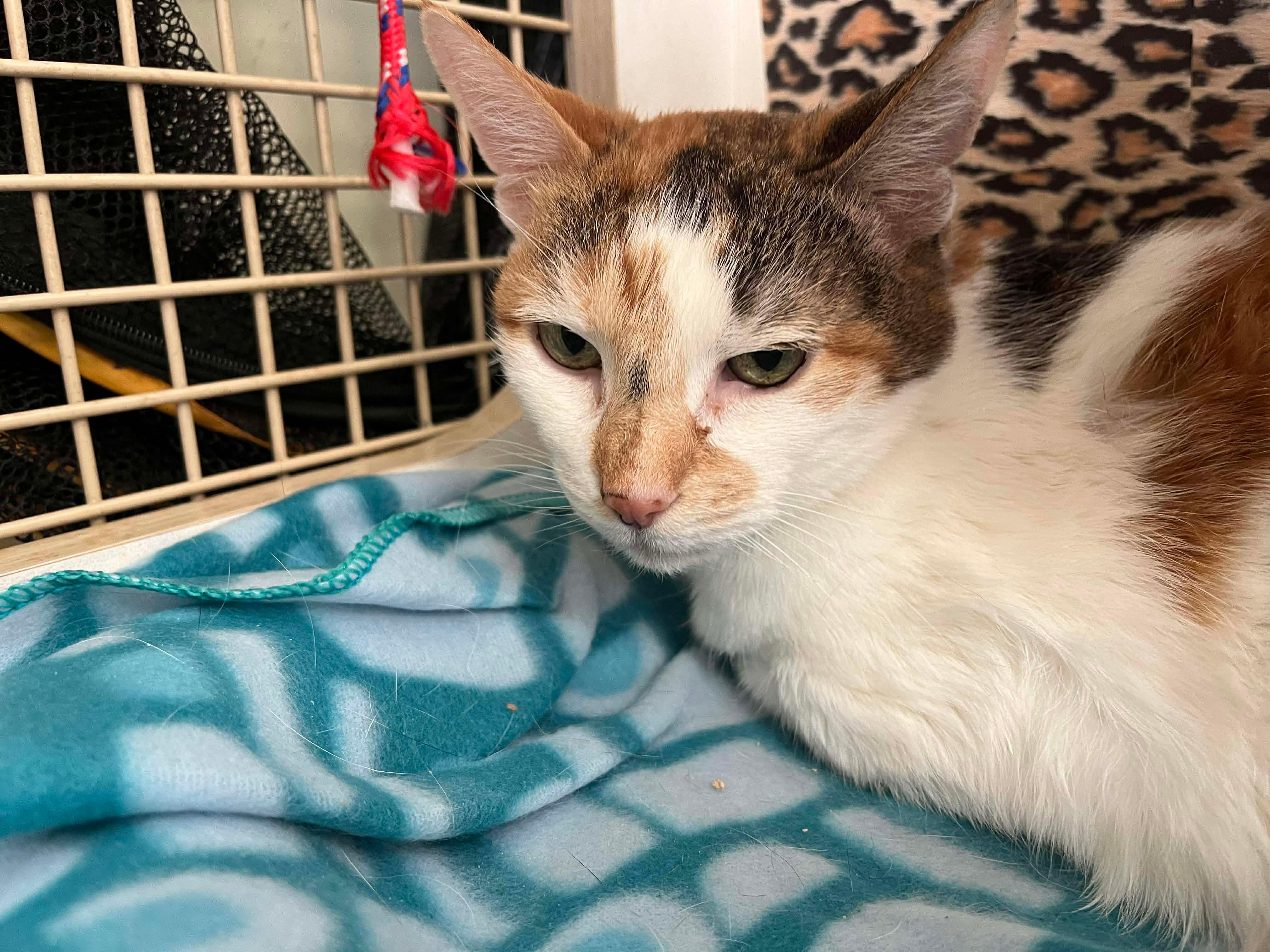 Cuddles, a Adoptable mixed breed in Lockport, IL image 4/6