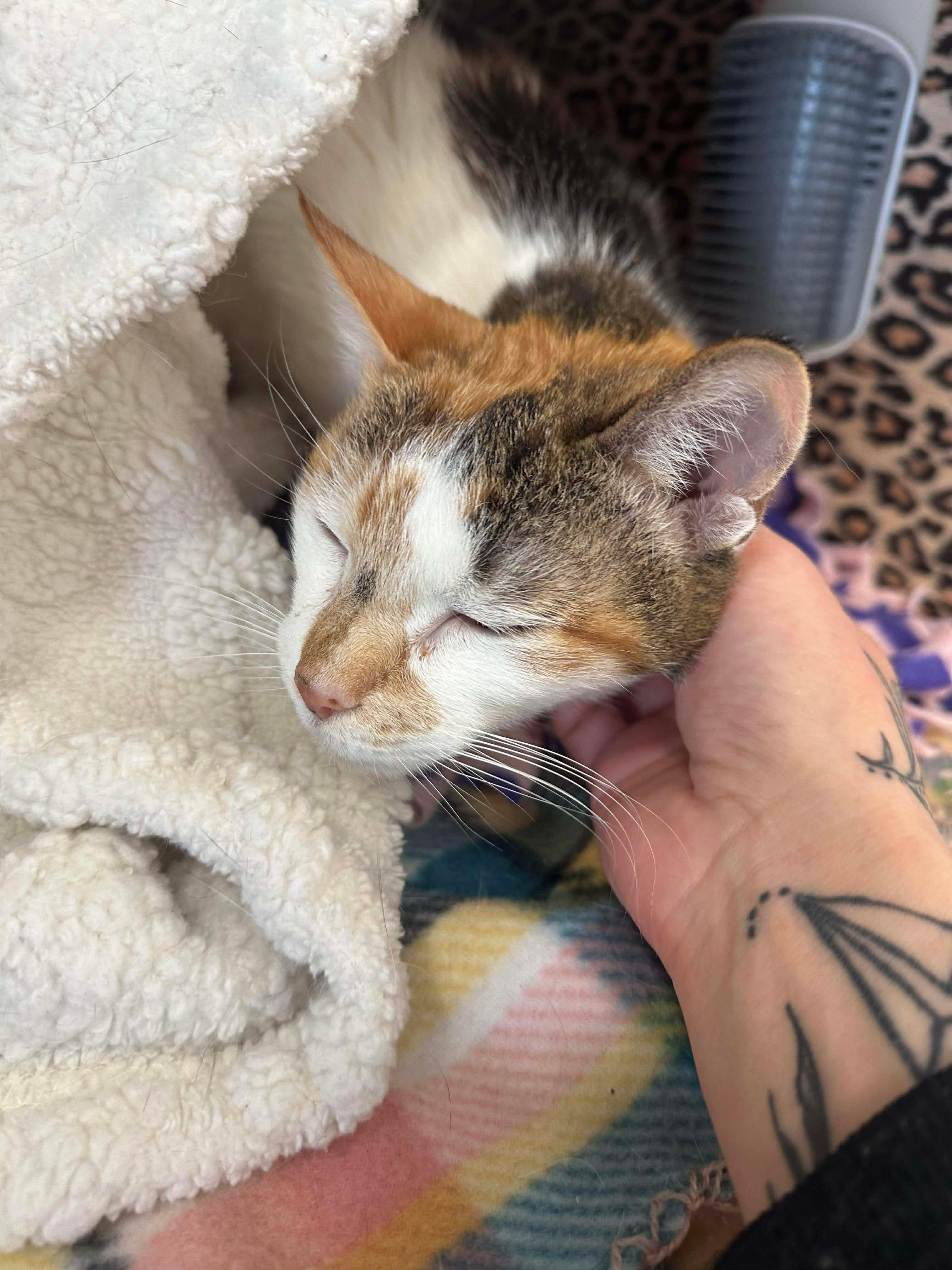 Cuddles, a Adoptable mixed breed in Lockport, IL image 6/6