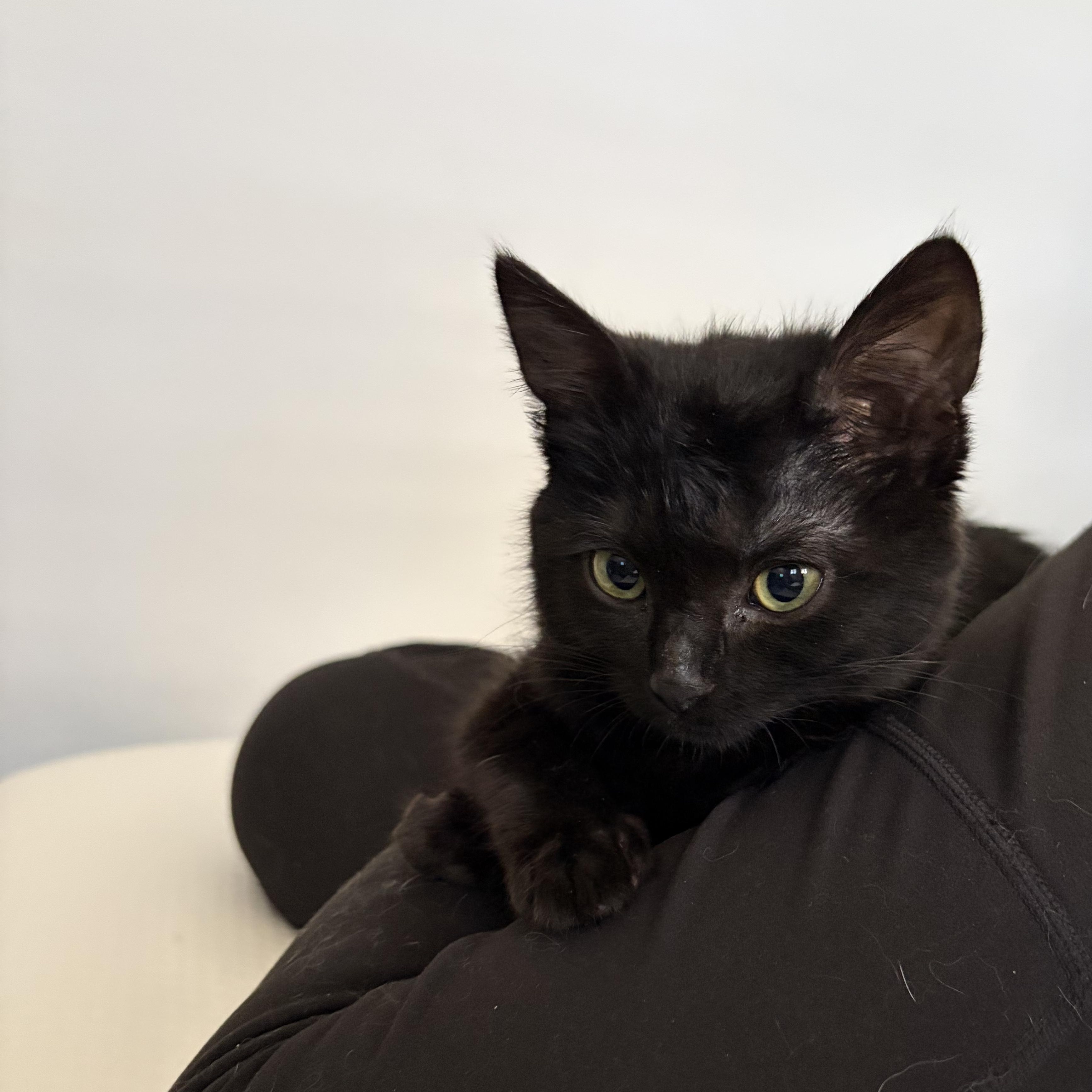 Toothless — thumbnail 3