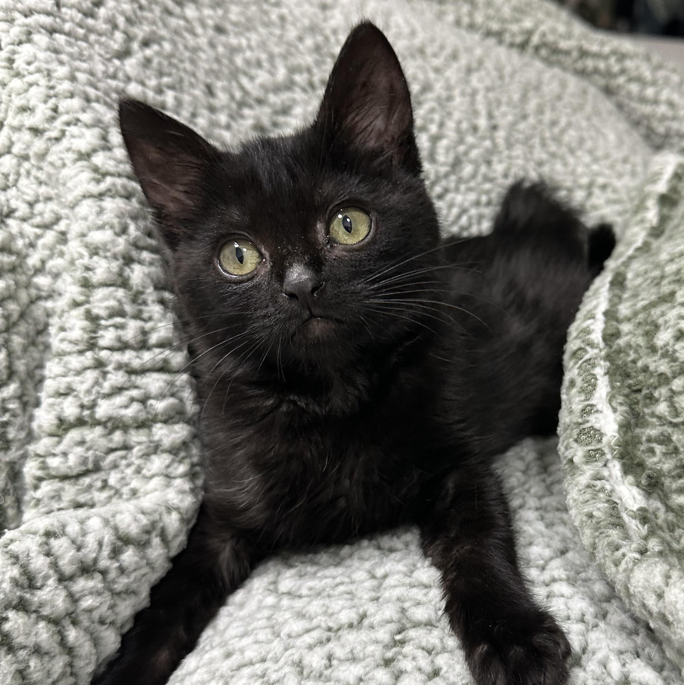 Toothless — thumbnail 4