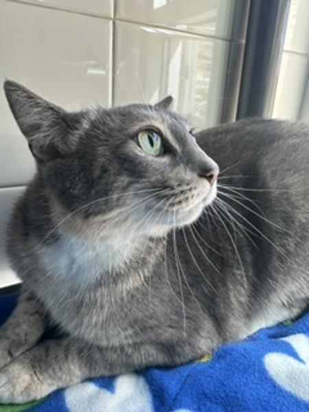 Blush, Adoptable, Adult Female Domestic Short Hair.
