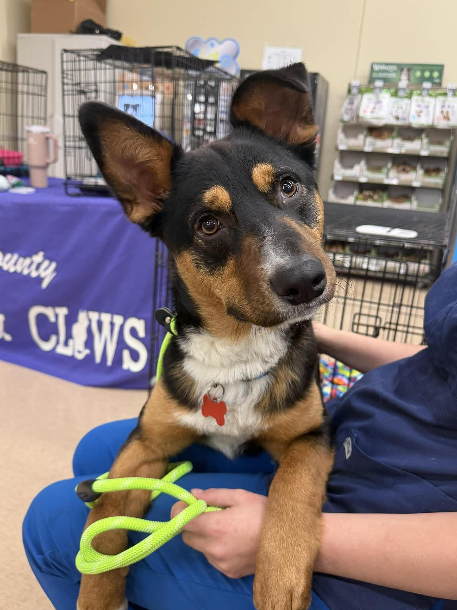 Enlarge Denton, a ADOPTABLE mixed breed in Millington, TN image 1/4