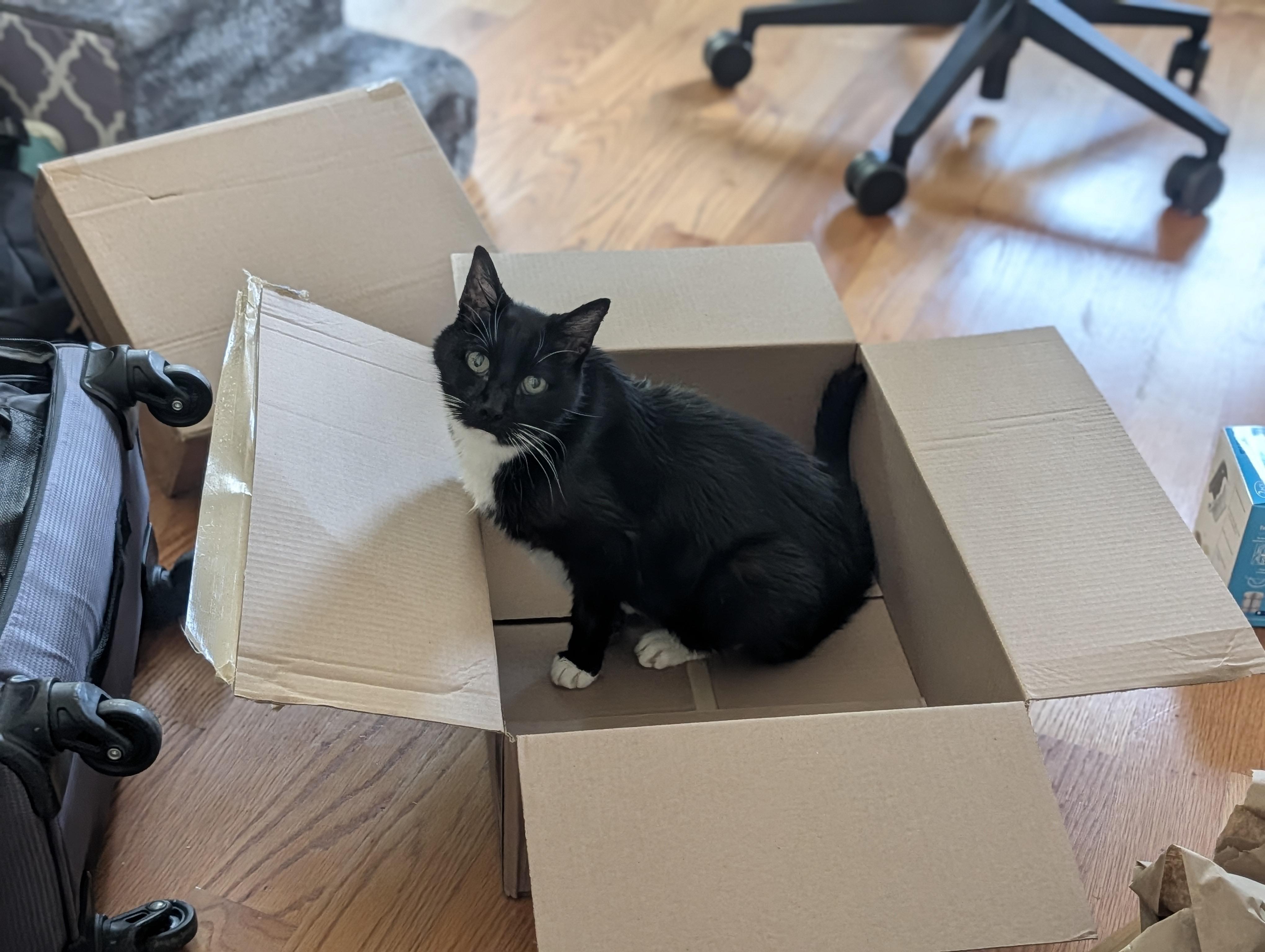 Enlarge Ember, a Adoptable Domestic Short Hair in Somerville, MA image 5/6