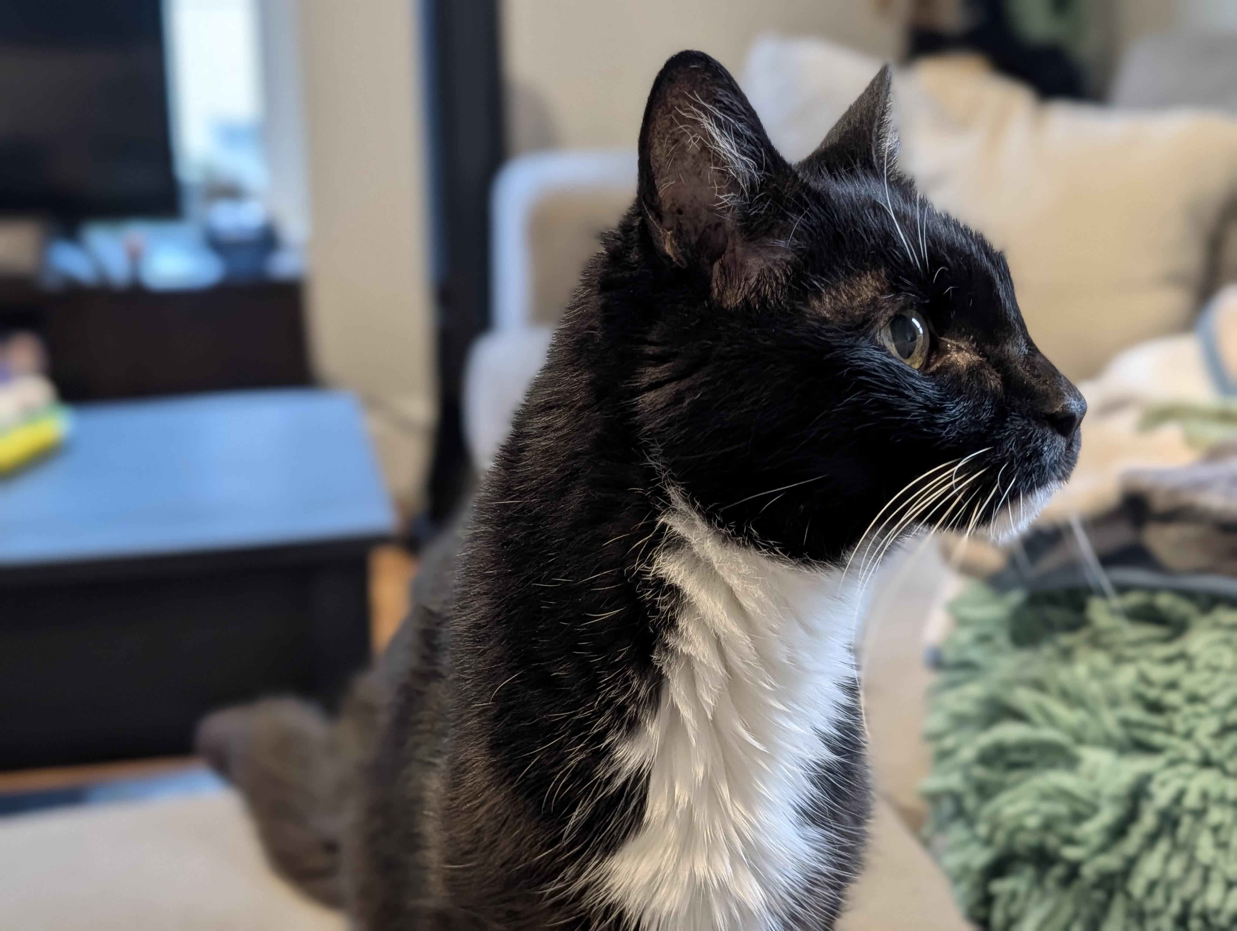 Enlarge Ember, a Adoptable Domestic Short Hair in Somerville, MA image 1/6