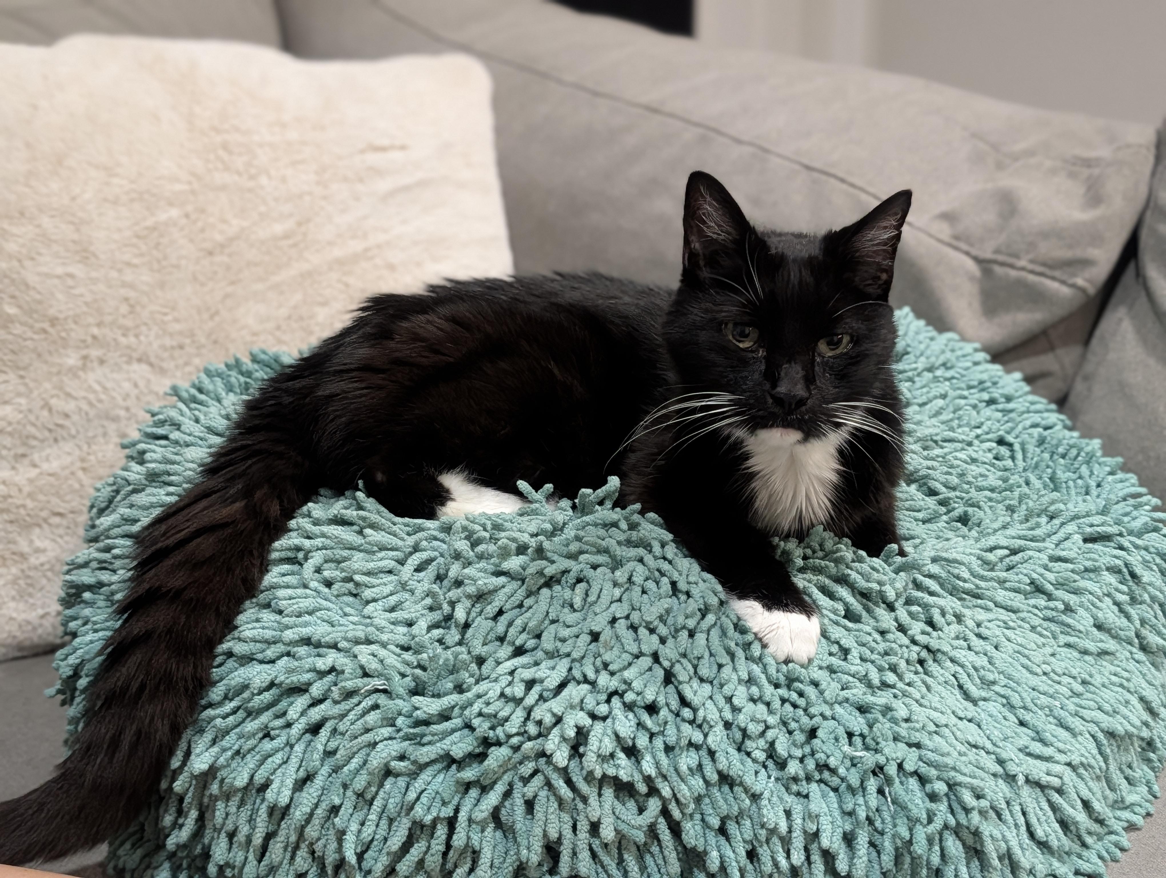 Enlarge Ember, a Adoptable Domestic Short Hair in Somerville, MA image 2/6