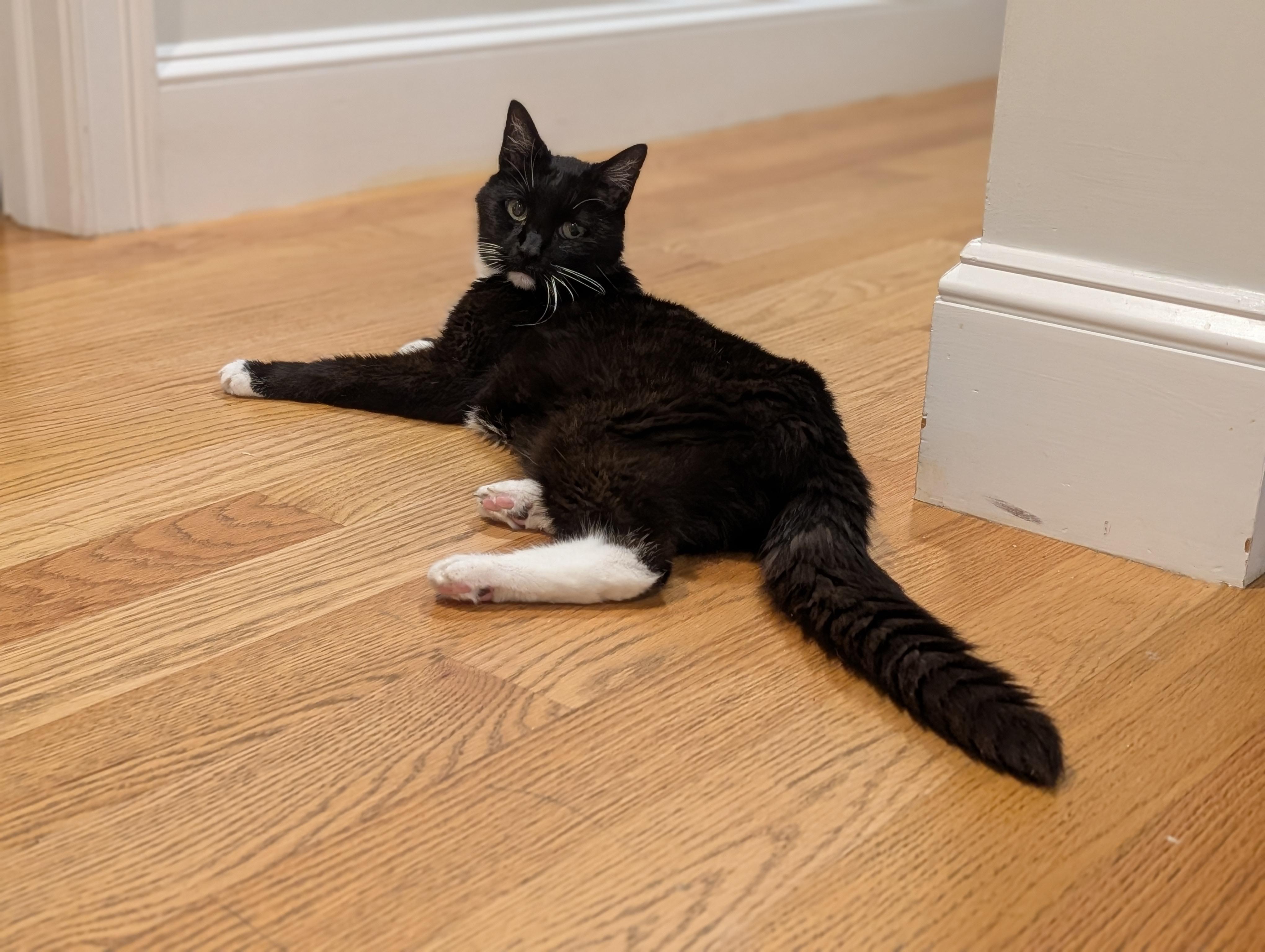 Enlarge Ember, a Adoptable Domestic Short Hair in Somerville, MA image 6/6