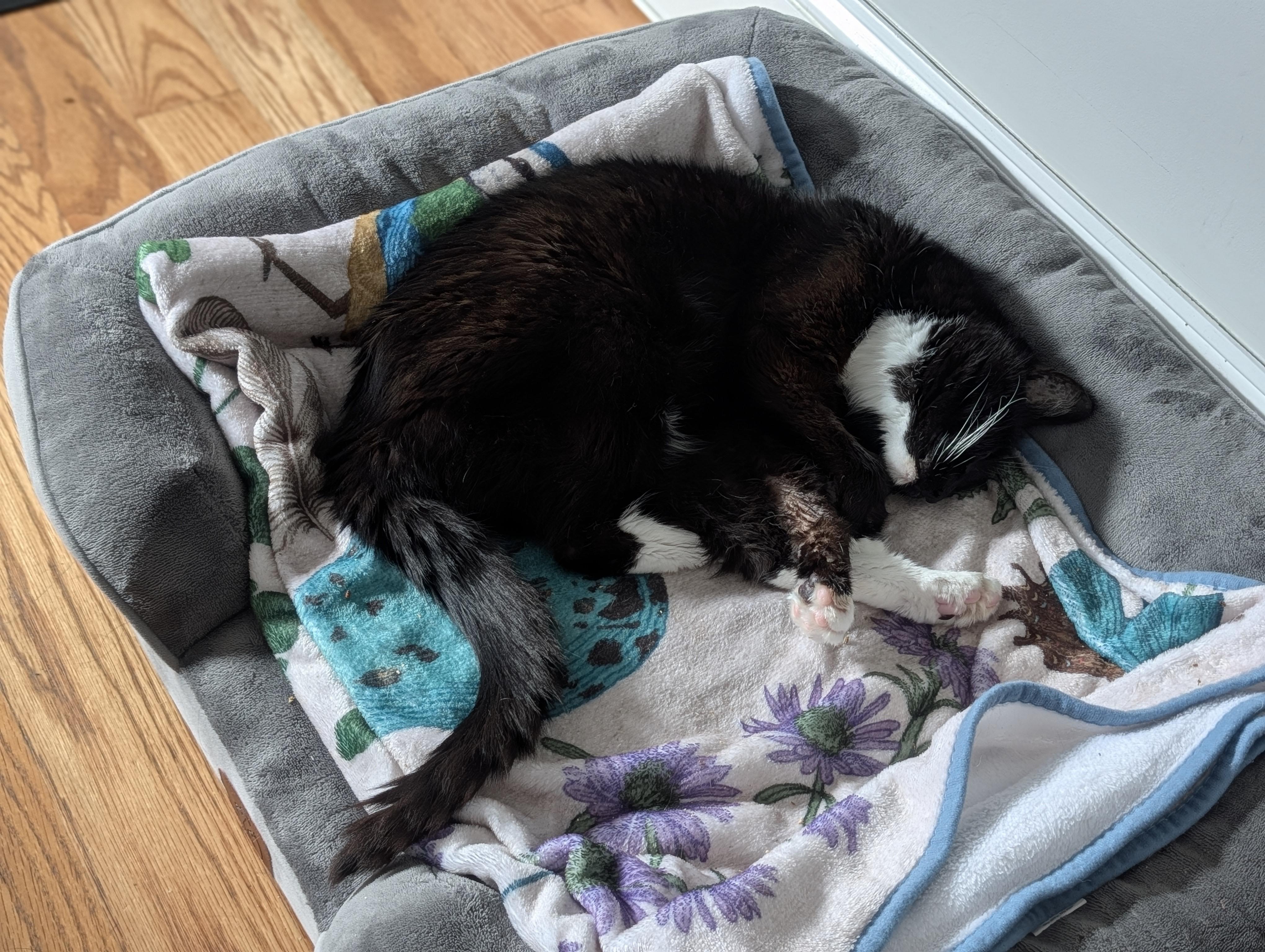 Enlarge Ember, a Adoptable Domestic Short Hair in Somerville, MA image 4/6