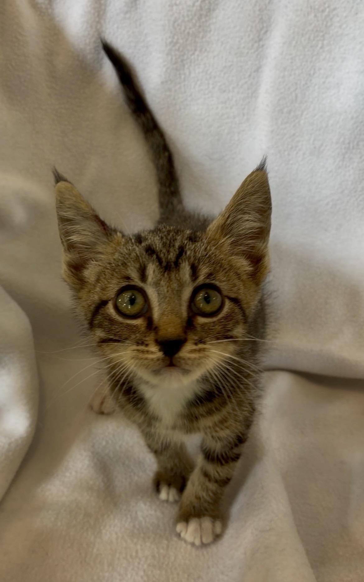 Velcro, adopted, Kitten Male Domestic Short Hair.