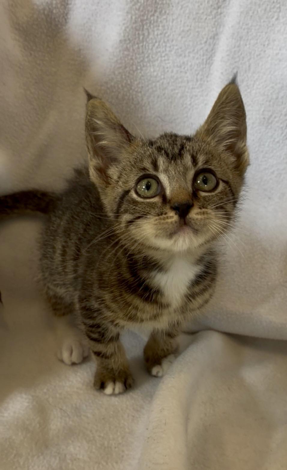 Enlarge Velcro, an adopted Domestic Short Hair in Richmond, KY image 3/3