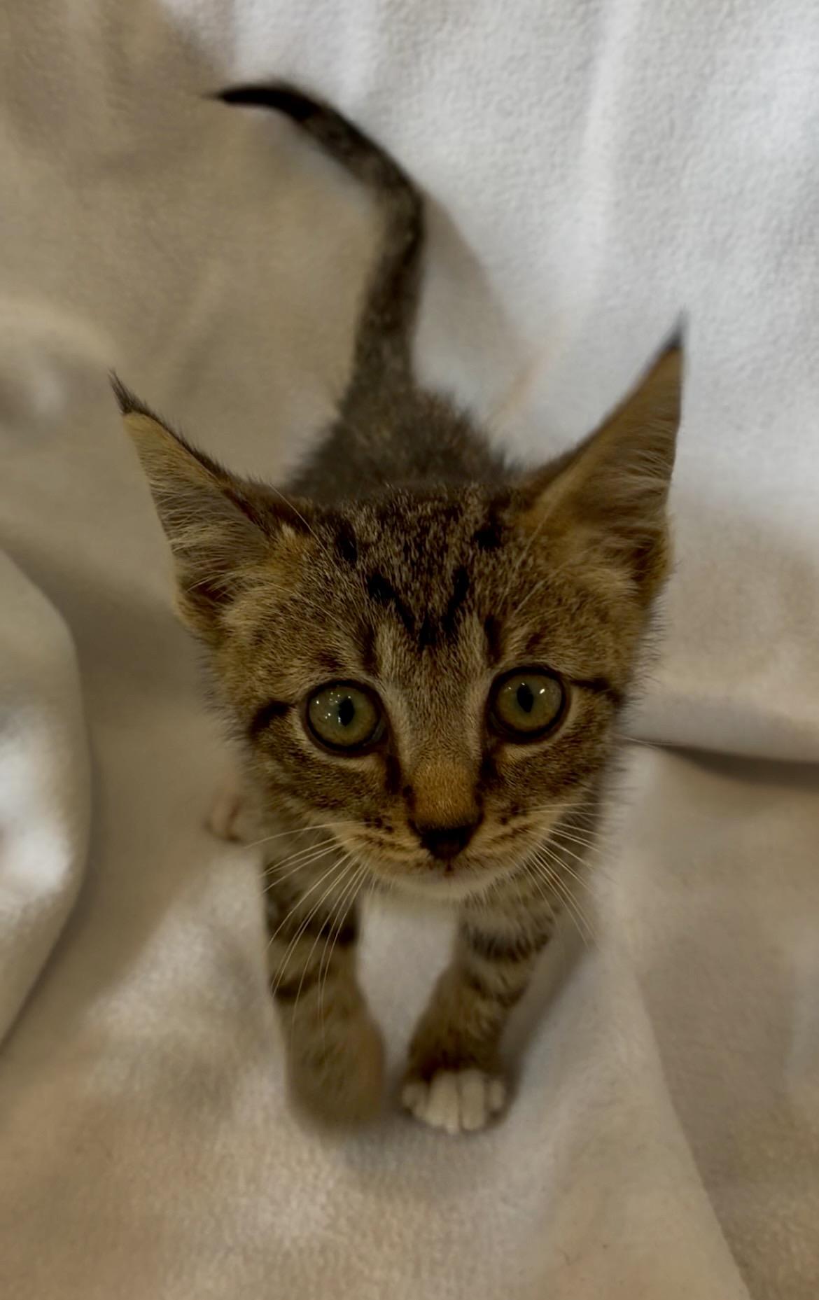 Enlarge Velcro, an adopted Domestic Short Hair in Richmond, KY image 2/3