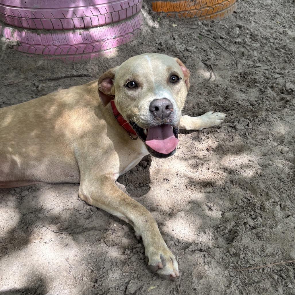 Holiday 28396, Adoptable, Young Male Mixed Breed.