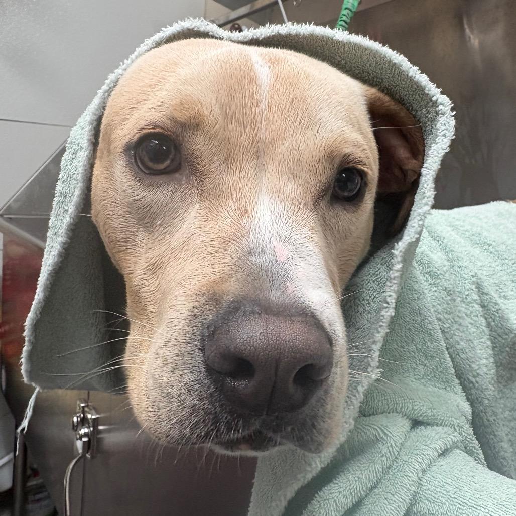 Holiday 28396, Adoptable, Young Male Mixed Breed.
