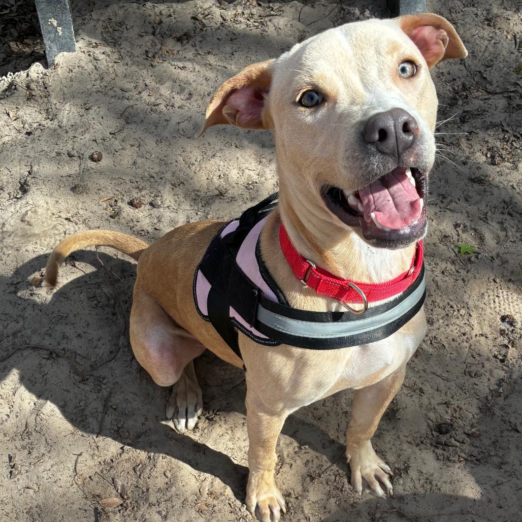 Enlarge Holiday 28396, a Adoptable Mixed Breed in Middleburg, FL image 2/2