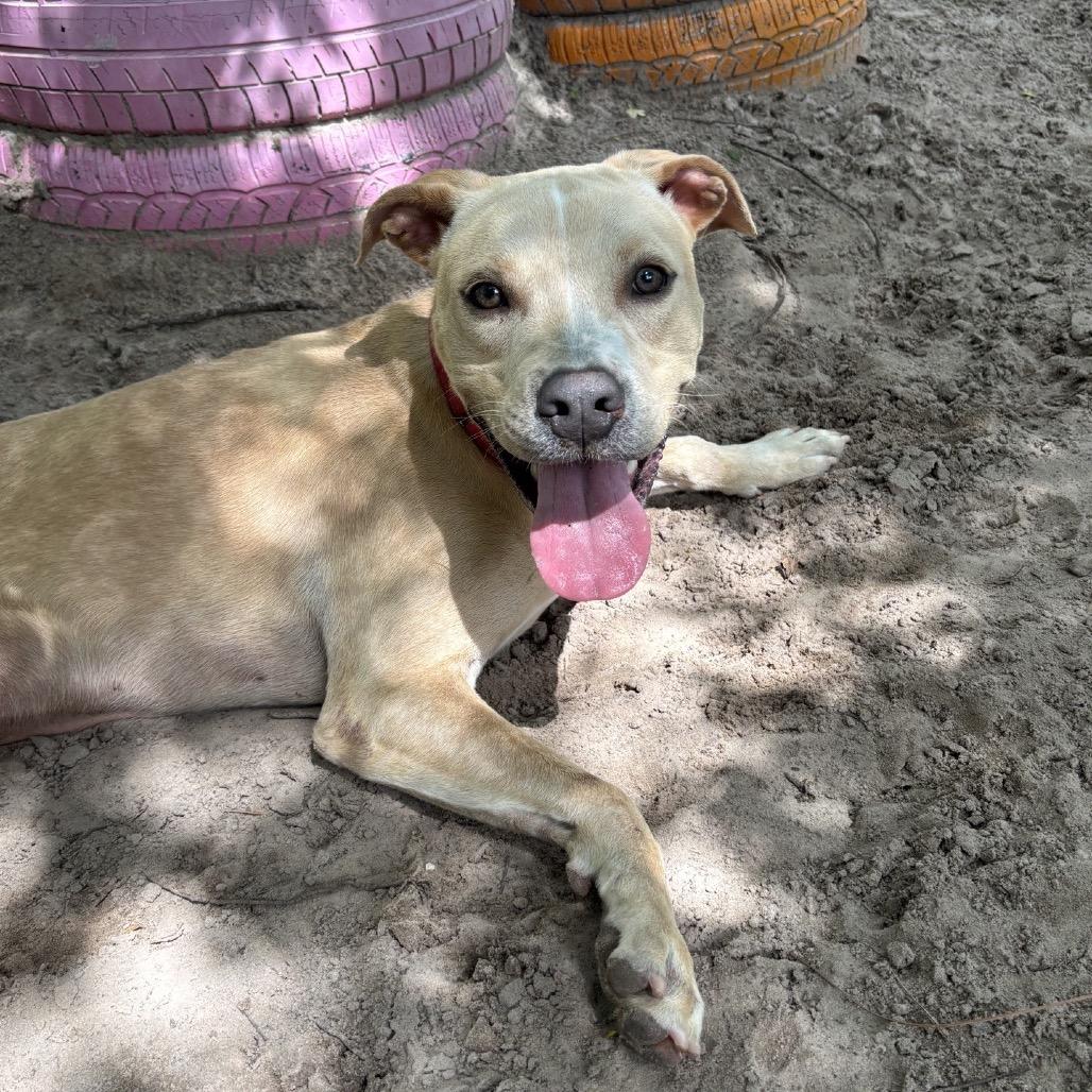 Enlarge Holiday 28396, a Adoptable Mixed Breed in Middleburg, FL image 4/5