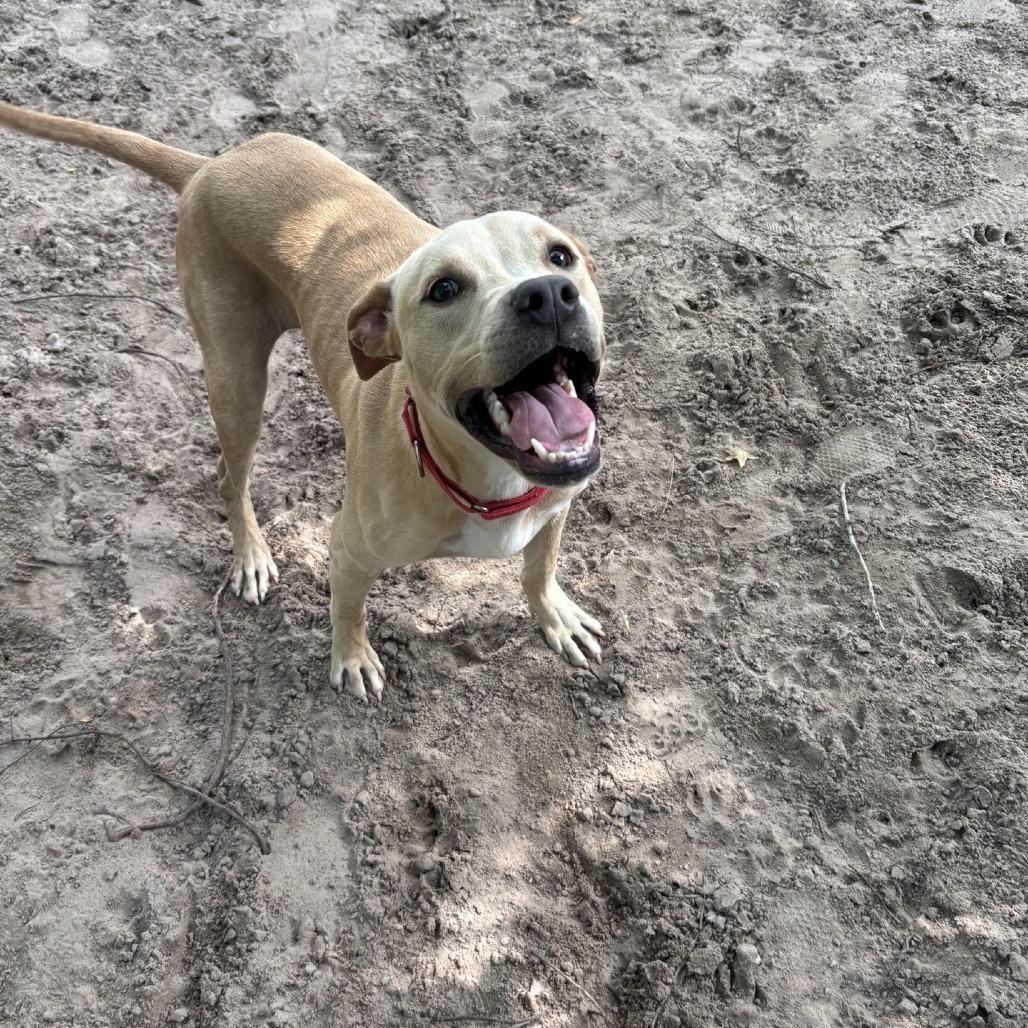 Enlarge Holiday 28396, a Adoptable Mixed Breed in Middleburg, FL image 5/5