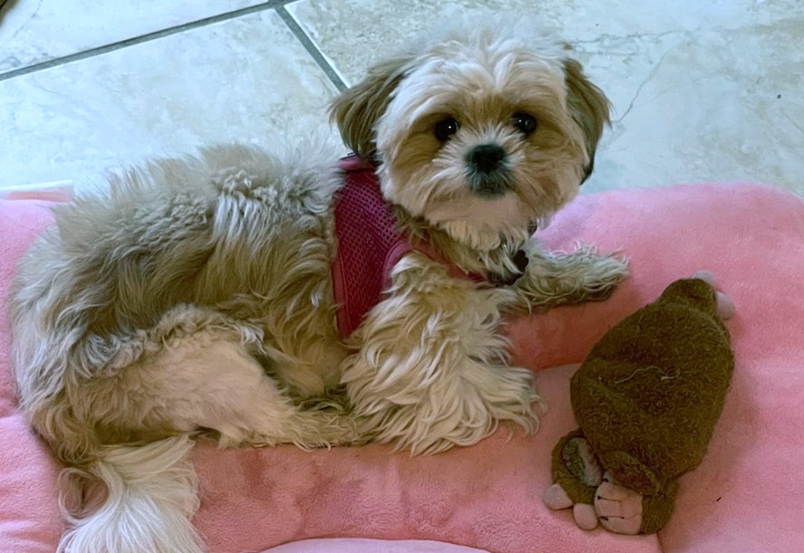 Dog for adoption Chloe, a Shih Tzu & Cavalier King Charles Spaniel