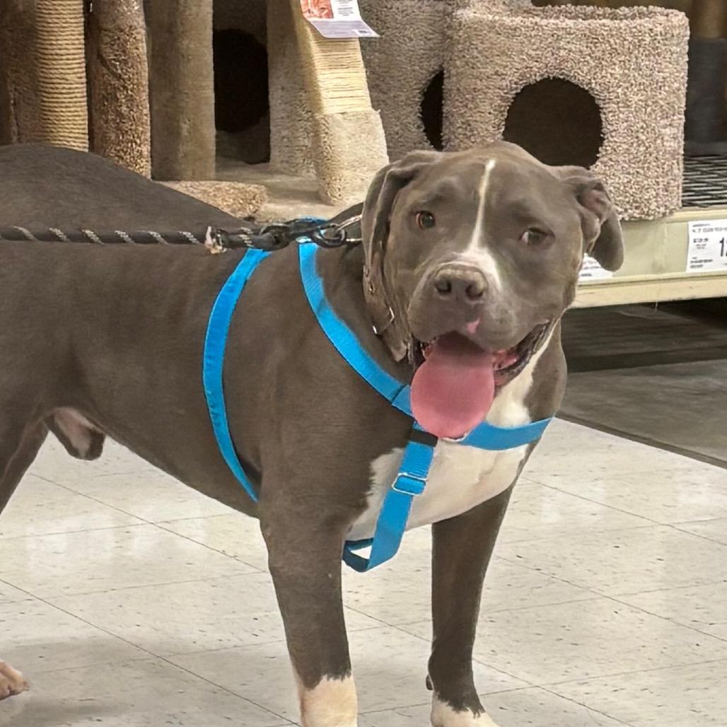 Enlarge Mister OS NV, a Adoptable mixed breed in Las Vegas, NV image 1/5