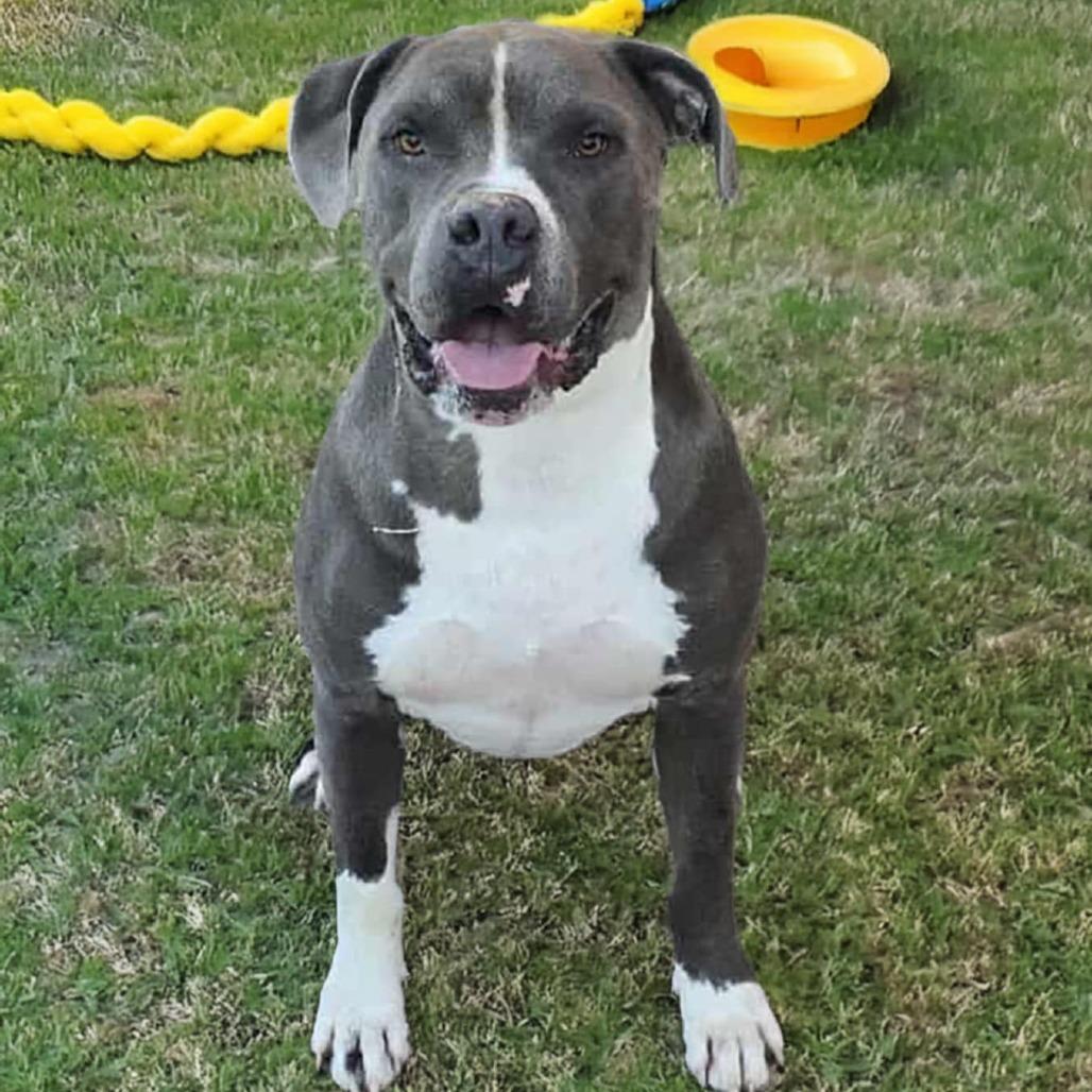Mister OS NV, Adoptable, Adult Male Pit Bull Terrier & Mixed Breed.