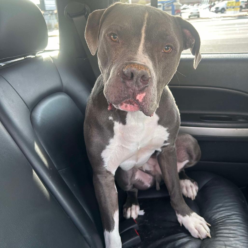 Enlarge Mister OS NV, a Adoptable mixed breed in Las Vegas, NV image 2/4