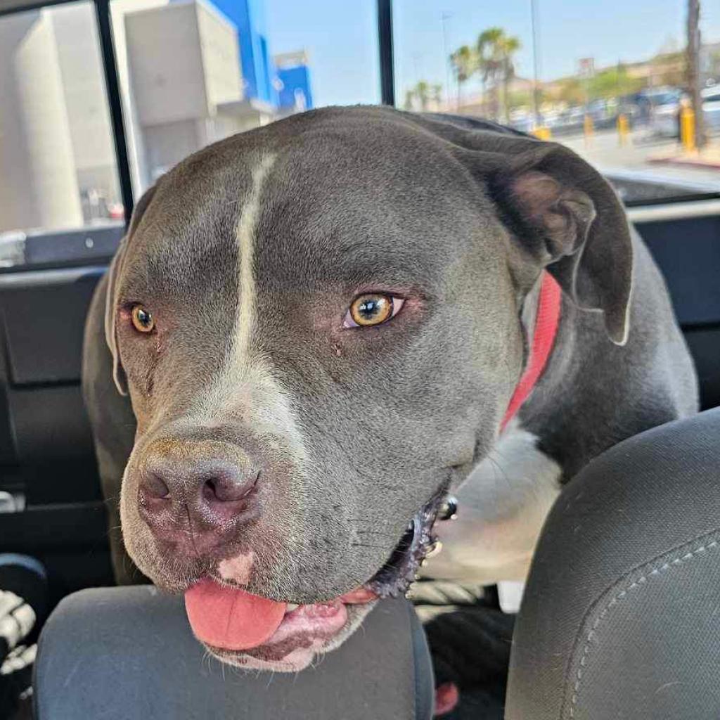 Enlarge Mister OS NV, a Adoptable mixed breed in Las Vegas, NV image 3/4