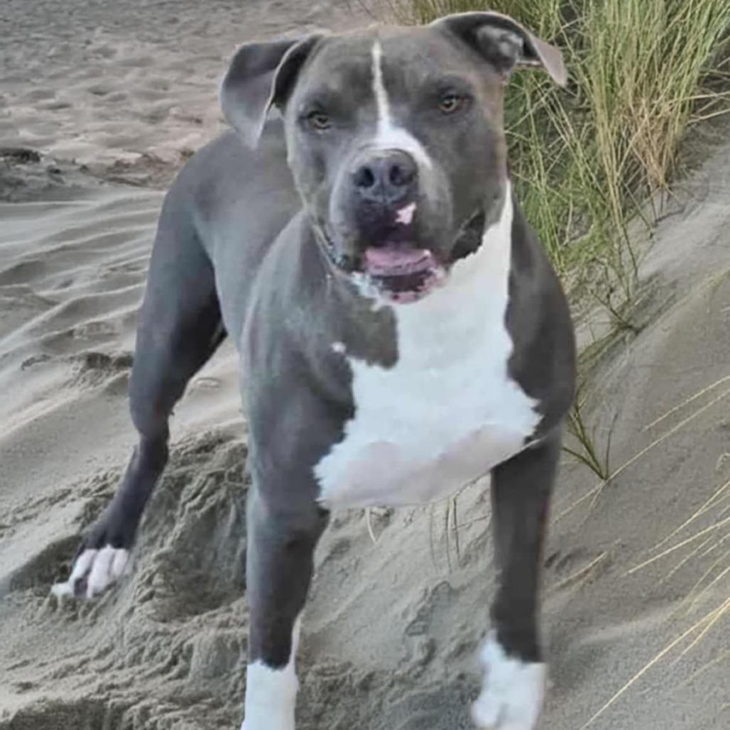 Enlarge Mister OS NV, a Adoptable mixed breed in Las Vegas, NV image 4/4