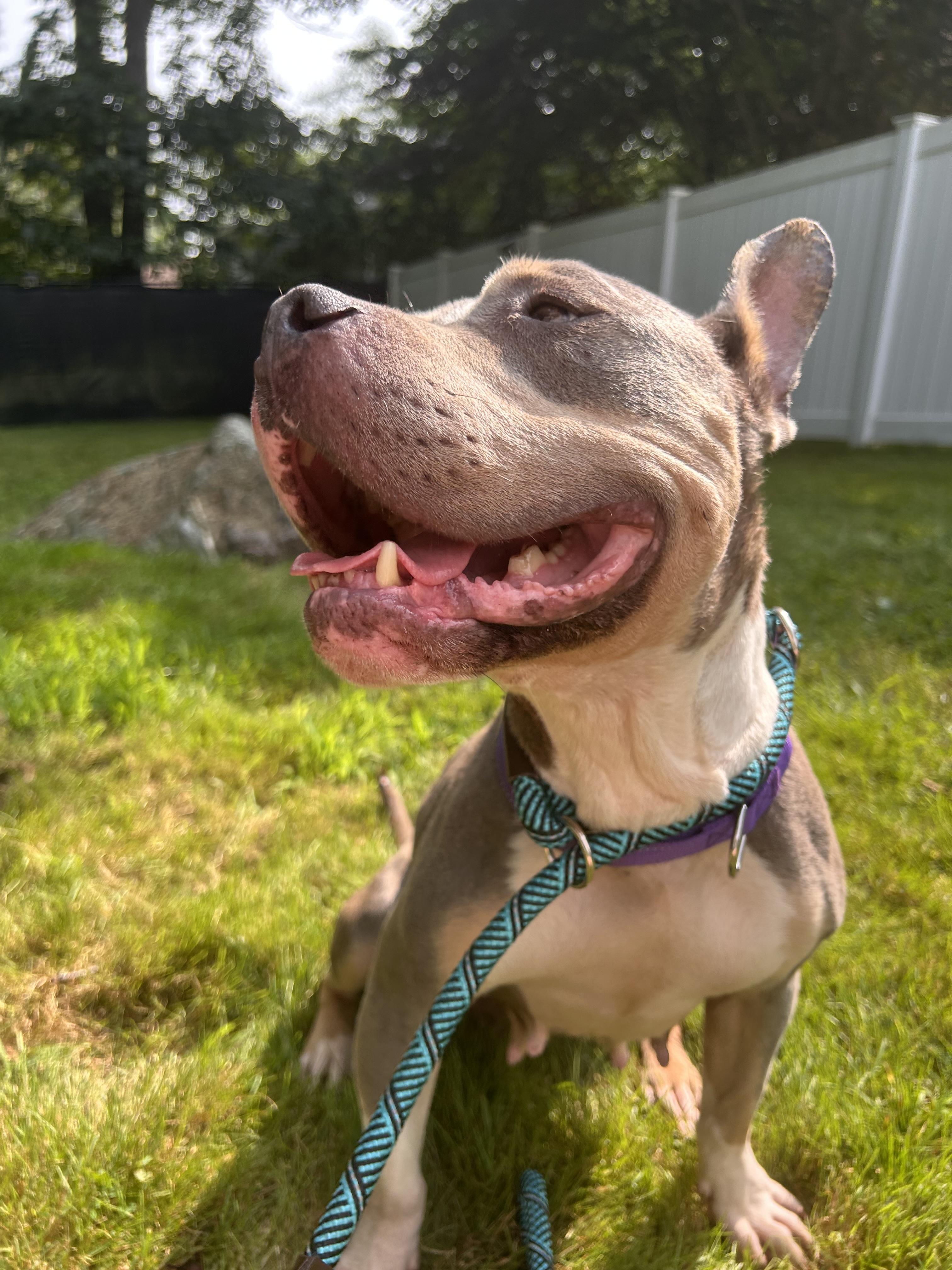 Vada, Adoptable, Adult Female American Staffordshire Terrier & Bulldog.