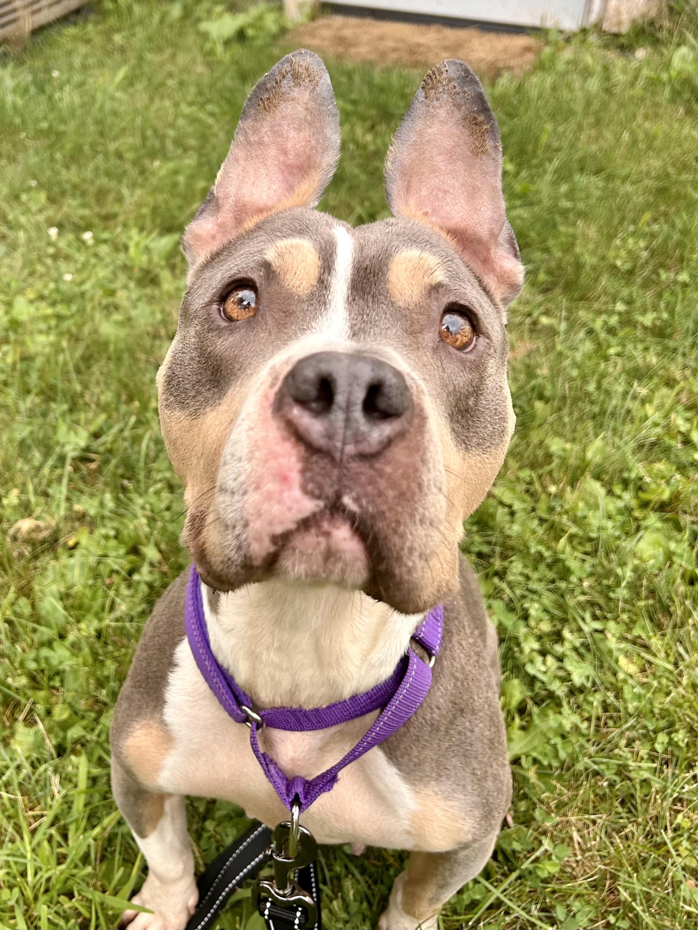 Enlarge Vada, a Adoptable mixed breed in Colebrook, CT image 2/4