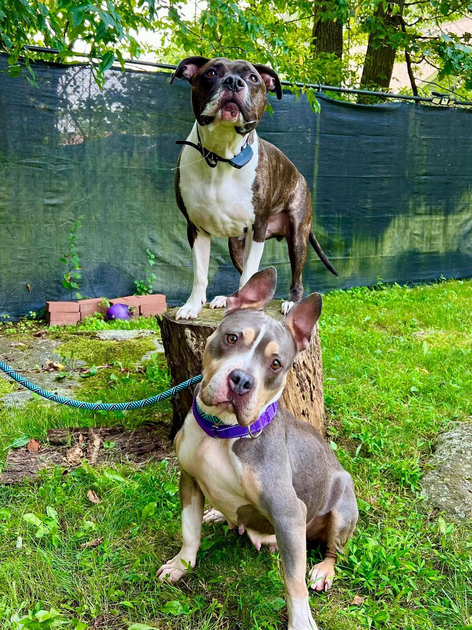 Enlarge Vada, a Adoptable mixed breed in Colebrook, CT image 3/4