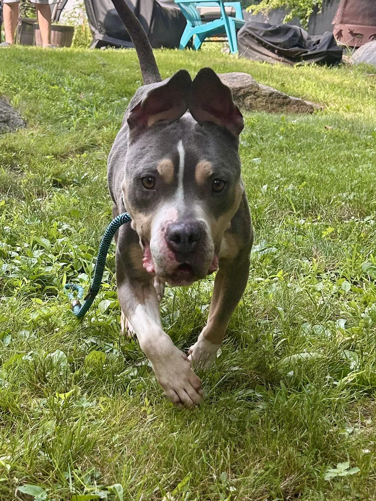 Enlarge Vada, a Adoptable mixed breed in Colebrook, CT image 4/4