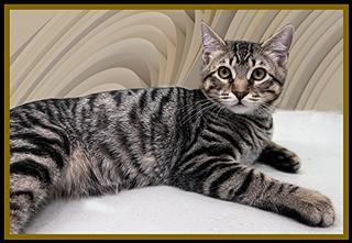 GUPPY, Adoptable, Young Male Domestic Short Hair.