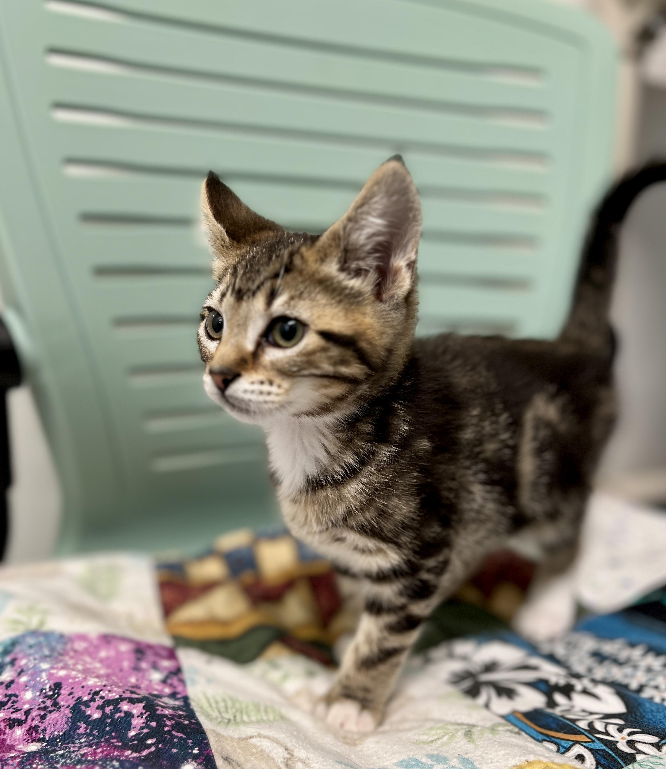 Gouda, adopted, Kitten Female Domestic Short Hair.