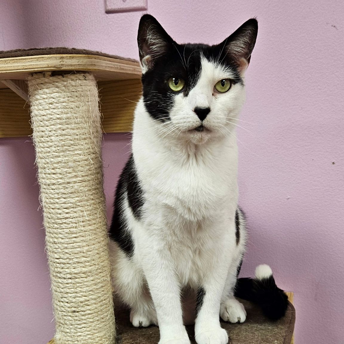 Max, Senior Male Domestic Short Hair