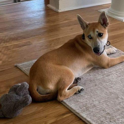 Hazelnut, a Adoptable mixed breed in Wilmington, NC image 2/5